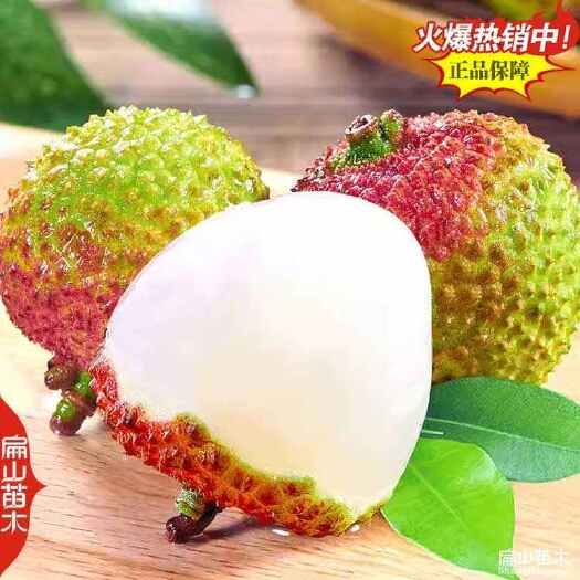 当年挂果 广东茂名白糖罂浙江冰荔荔枝树苗中杯果大10万珠58