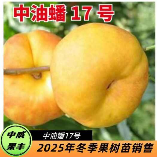 平顶山中油蟠17号7月中下旬成熟挂树期长粘核丰产 大花型自花结实