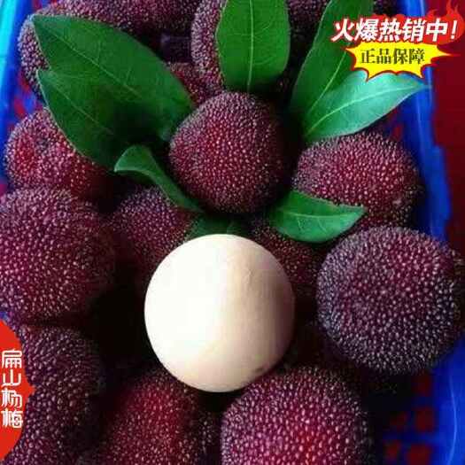 江西四大杨梅苗品种东魁早熟小黑炭大黑晶杨梅小杯批发价格5元