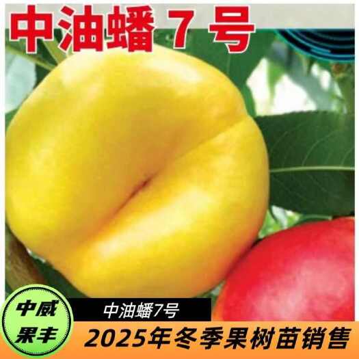 平顶山中油蟠7号7月上中旬成熟黄肉风味浓大花型甜自花结实