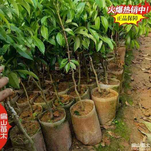 桂林广西晚熟糯米糍荔枝树苗 中熟观音绿荔枝苗批发80-150CM