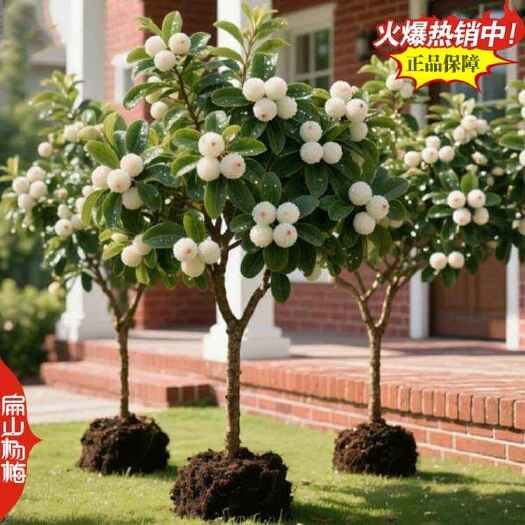 漳州龙岩早熟东魁杨梅中杯苗 福建鸡蛋大闽西早佳东魁树小杯苗批发