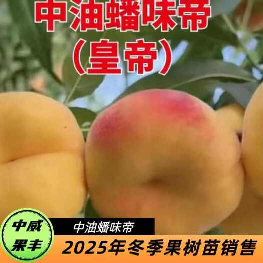 平顶山油蟠味帝 8月上旬成熟挂树期长品质优自花结实 丰产适宜套袋栽