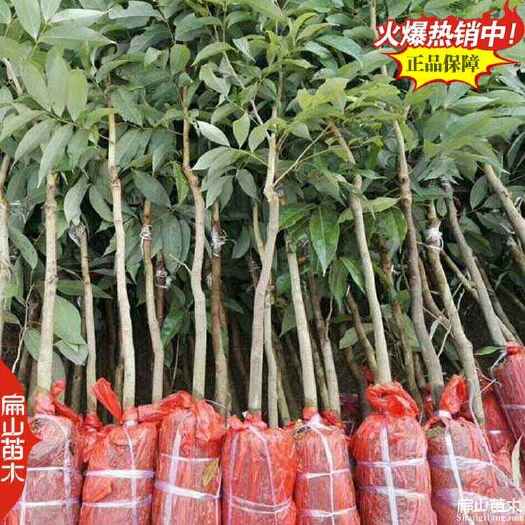 昆明云南早熟香蜜早荔枝苗批发 带花苞楠木叶嫁接大杯苗裸根苗