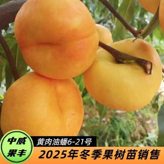 平顶山黄肉油蟠6-21.6月中旬熟不裂果不炸核抗寒挂树期长自花结实