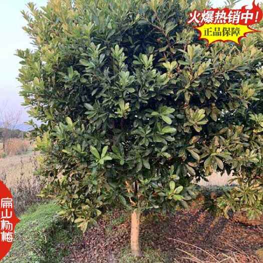 宁德杨梅苗已挂果东魁白杨梅树小杯苗土球苗批发100CM