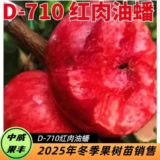 平顶山中威D-710红肉油蟠7月上旬熟口感蜜甜不发酸肉纯红挂树期长