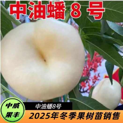 平顶山中威果丰中油蟠8号6月底成熟挂树期长 果肉纯白 建议套袋栽培
