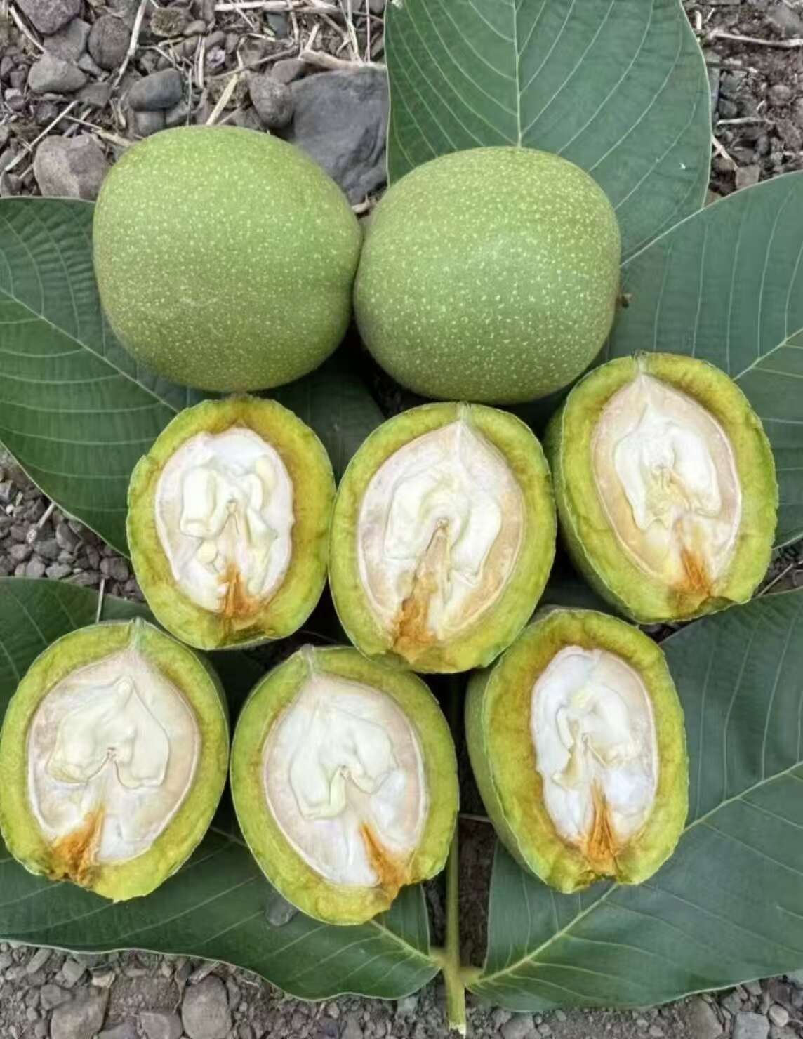 青皮核桃产地货源对接各大市场