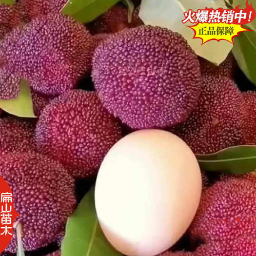 漳州福建1年生东魁杨梅小杯苗 漳州50CM大黑炭杨梅20杯容器苗