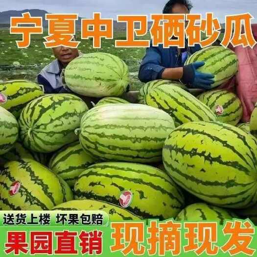 中宁县宁夏硒砂瓜，石头缝种的西瓜，皮薄大红瓤，订购优惠！
