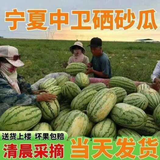 中卫宁夏石头瓜 硒砂瓜大量上市 包熟包甜