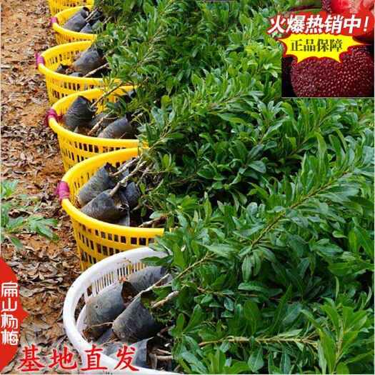 南靖县金华白水晶杨梅苗 东魁黑晶黑魁杨梅高压高杆大杯苗1.5米