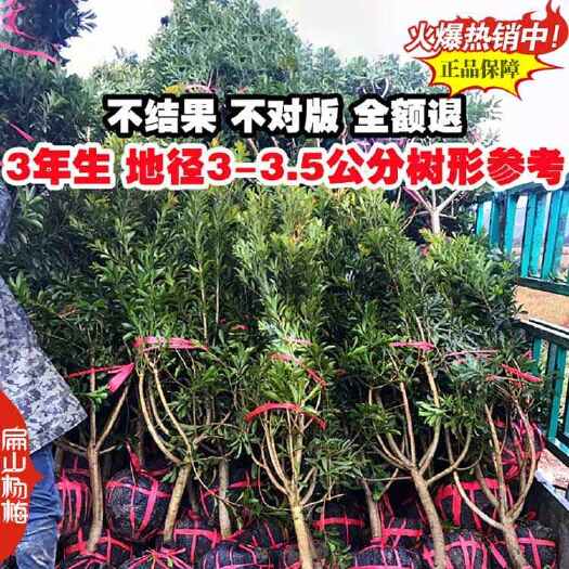靖州县湖南黑魁杨梅大杯怀化靖州县黑高峰杨梅树地径2-3-5-6CM