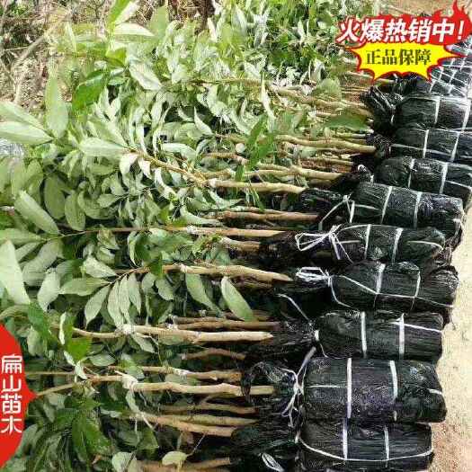 永泰县福建晚熟荔枝苗批发 早熟带花苞泰国荔枝苗1-2M