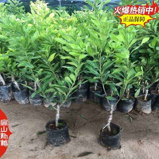 莆田莆田已挂果水晶杨梅苗小杯苗 早熟东魁晚稻大黑炭50CM