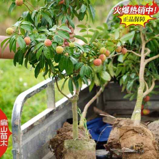 南靖县带花苞福建妃子笑荔枝树苗批发 今年挂果马贵荔枝中杯苗1米