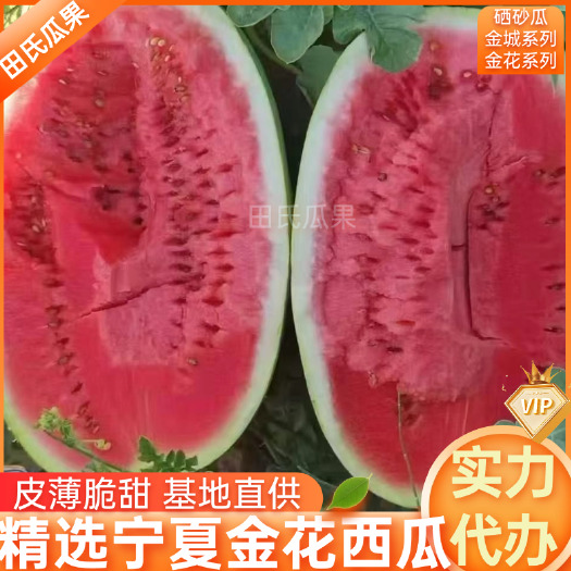 中宁县宁夏中卫西瓜金花西瓜硒砂瓜金城5号全国发货电商超市团购视频看