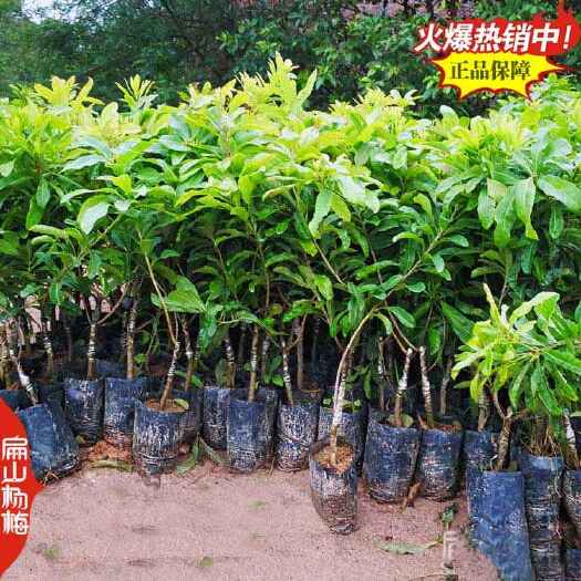 漳州福建3年生东魁杨梅树大杯苗r漳州80-100CM冠幅1米批发