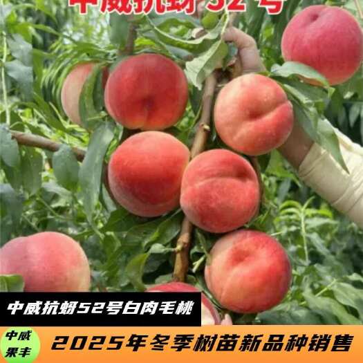 抗蚜52号白肉毛桃 6月中下旬 可大面积发展可做高品质精品桃