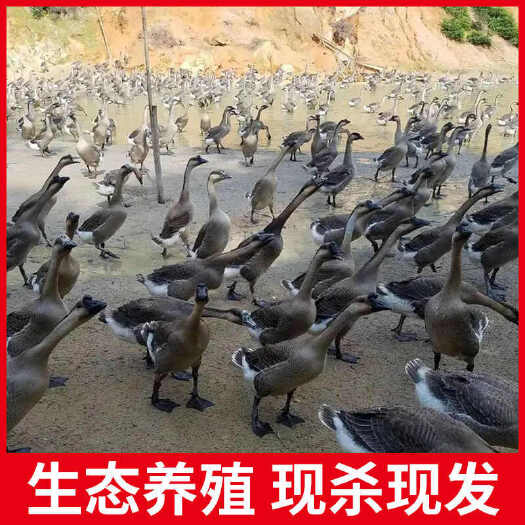 佛山广东正宗黑棕鹅山林放养整只大鹅肉新鲜现杀现发