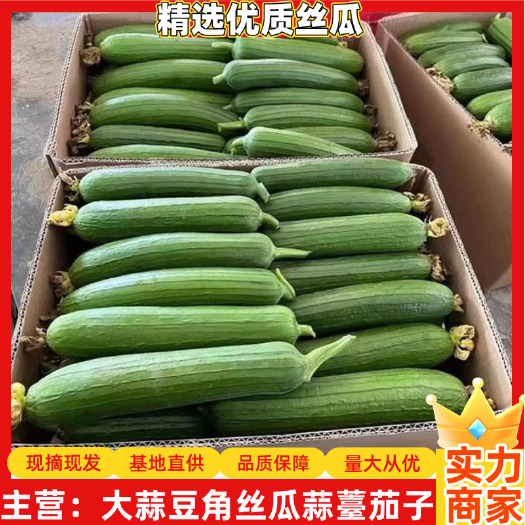 精品丝瓜大量供应优质丝瓜肉厚脆甜电商市场团购全国发货