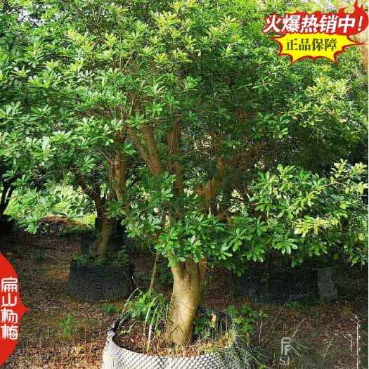 长兴县福建And浙江丁岙杨梅树苗批发丁香水晶乌酥杨梅小杯苗高1米