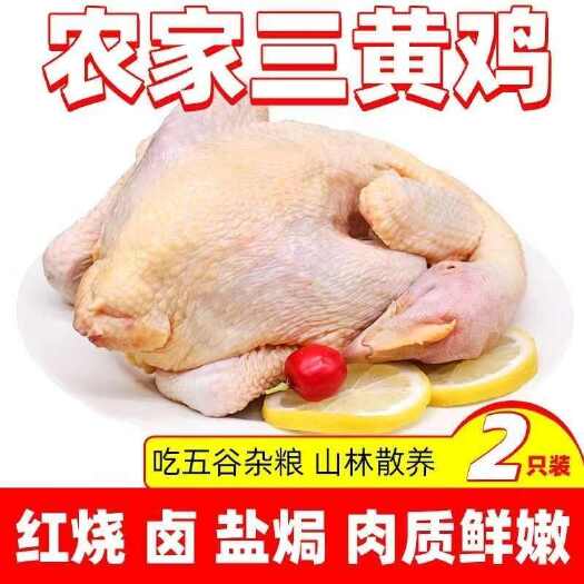 佛山农家散养土鸡正宗三黄鸡整箱走地鸡童子鸡白条鸡新鲜现宰现发