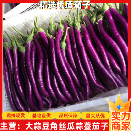 中牟县精选优质紫线茄肉质细嫩茄子基地直发电商团购市场全国发货
