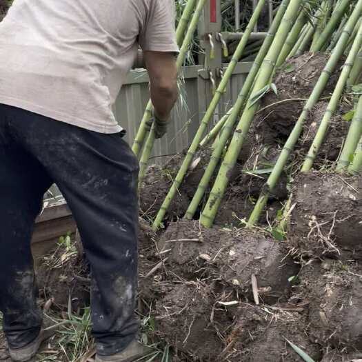 蒲江县优质雷竹苗 四川成都蒲江发货 种子种苗竹苗竹笋种植小苗