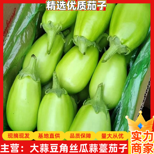 精选茄子绿圆茄子大量供应皮薄肉厚全国发货量大从优
