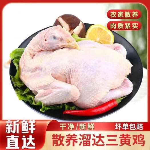佛山广东三黄土鸡三黄鸡土鸡整只白条鸡童子鸡笨鸡整鸡基地直发