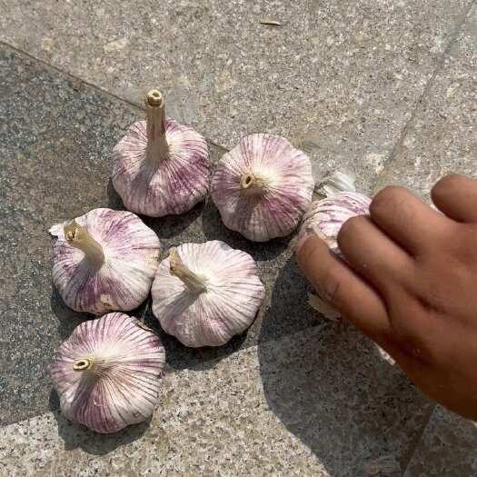 金乡县紫皮大蒜2025新  6cm-6.5cm无虫蛀