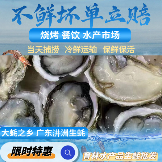 广州汫洲珍珠蚝生蚝当天海捕现发，保证鲜活，变质包赔，量大优惠