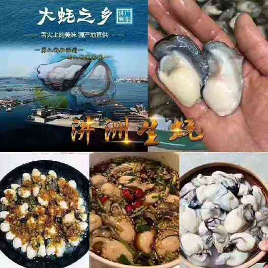 饶平县牡蛎  上过舌尖上的中国的汫洲生蚝产地直供保鲜保活量大价优