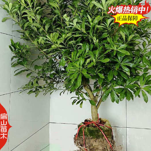 安吉县湖州扁山好早熟杨梅苗 培育超大果巨型杨梅果实30-80CM