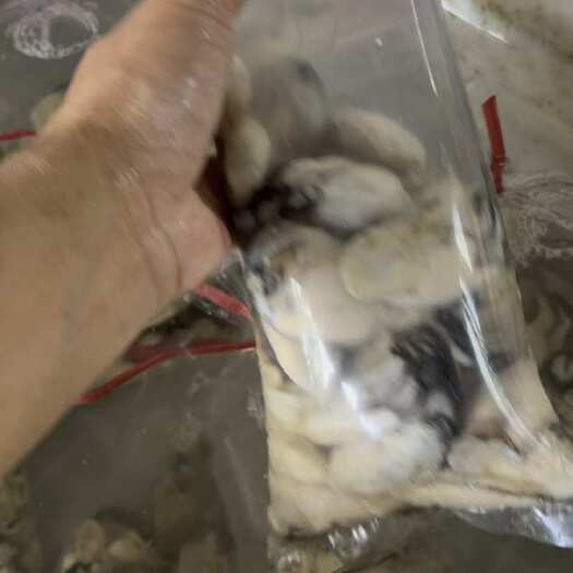 饶平县原产地直发，当天现开现发，生蚝肉，小蚝头，中蚝头大小规格齐全