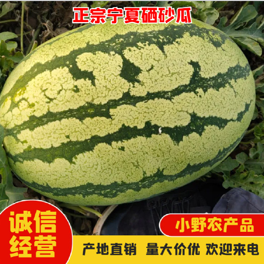 中卫宁夏硒砂瓜 石头瓜 产地直供 一手货源