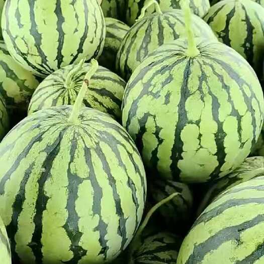 绍兴品种8424 价格6毛5 7斤起 欢迎大家上门拉货