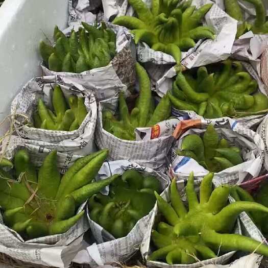 德庆县广东肇庆德庆广佛手果中药材果实，观赏，果饮批发