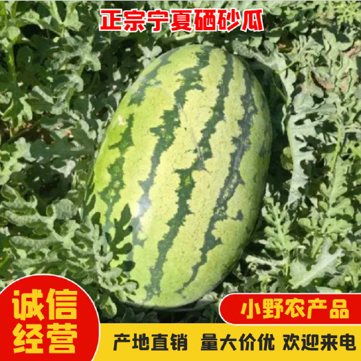 中卫【热卖推荐】正宗宁夏硒砂瓜 大量供应 产地直发