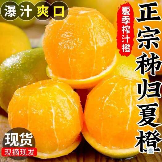 湖北秭归夏橙一件代发产地直发一手货源对接各大电商平台