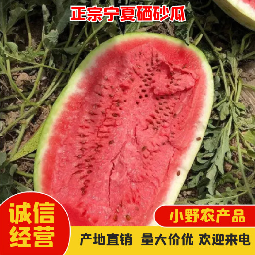 中卫宁夏中卫硒砂瓜  石头瓜  金城五号，大量现货