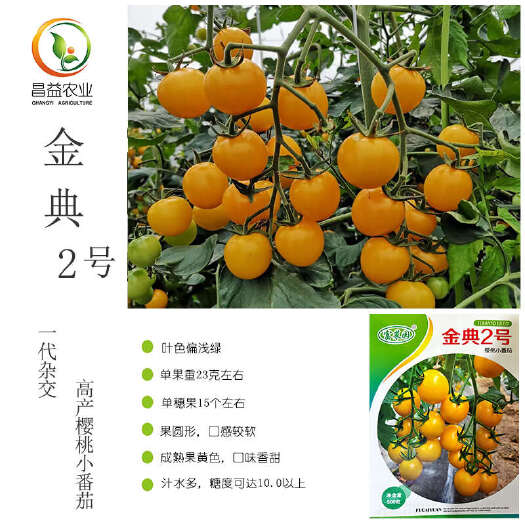 寿光市金典2号樱桃番茄种子 富菜园黄色圆形西红柿千禧圣女果小柿子种