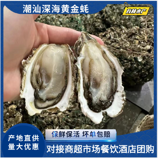 广州深海蚝开壳，全壳半壳全肉，每个挑选平均，一手货源价格便宜