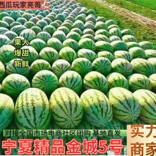 中宁县宁夏西瓜精选硒砂瓜皮薄瓤红一手货源全国发货对接市场电商社团购