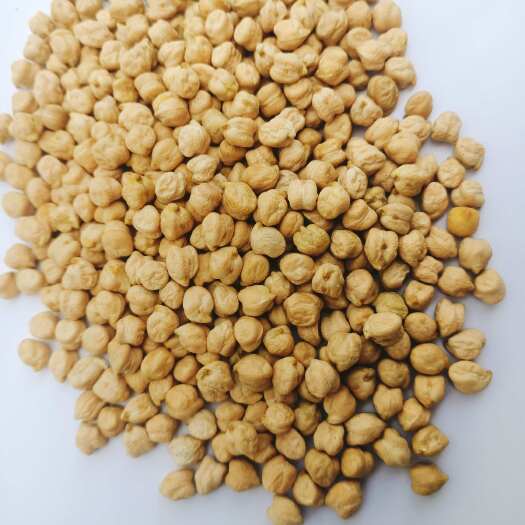 长沙印度鹰嘴豆新货
