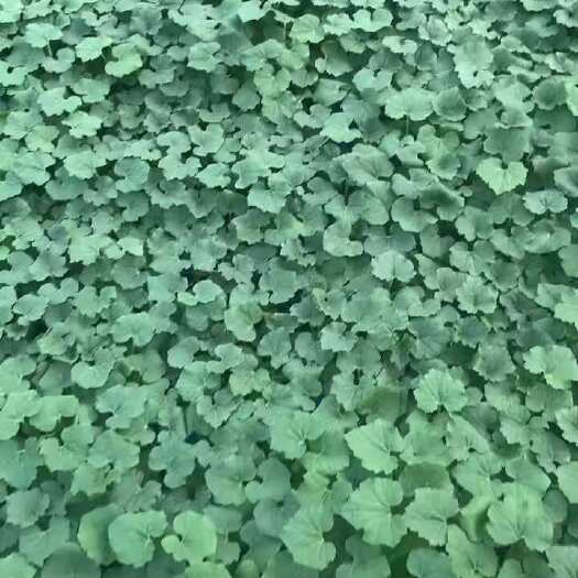 清远优质冬瓜苗 清新区培育 广东清远发货