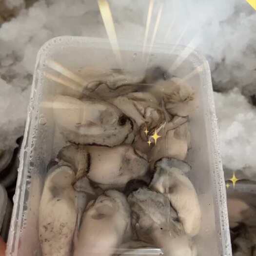 饶平县【亚娜蚝厂】潮州蚝饶平蚝汫洲生蚝原产地批发