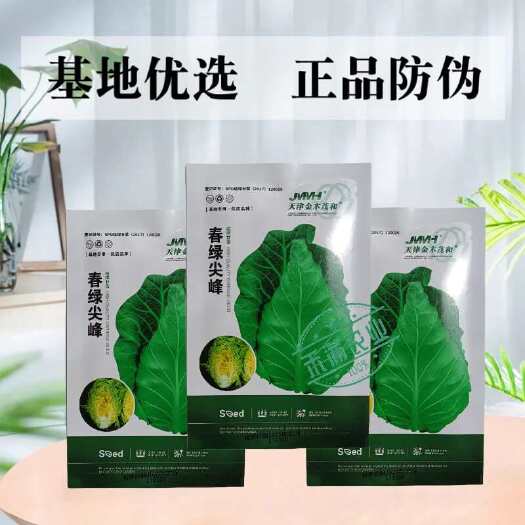 武汉春绿尖峰早熟越冬型牛心甘蓝种子基地专用卷心菜包心菜种籽